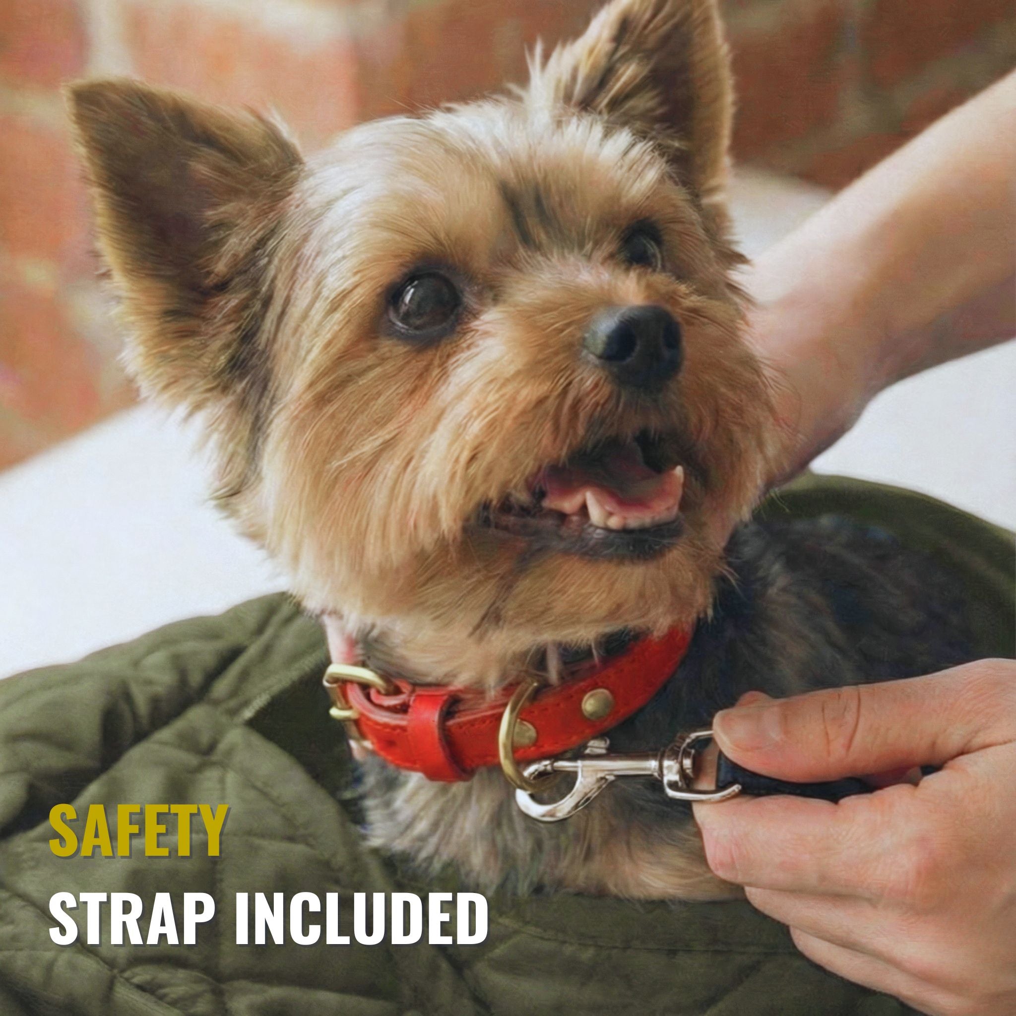 Small dog with red collar secured in a pet carrier sling with a safety strap attached.