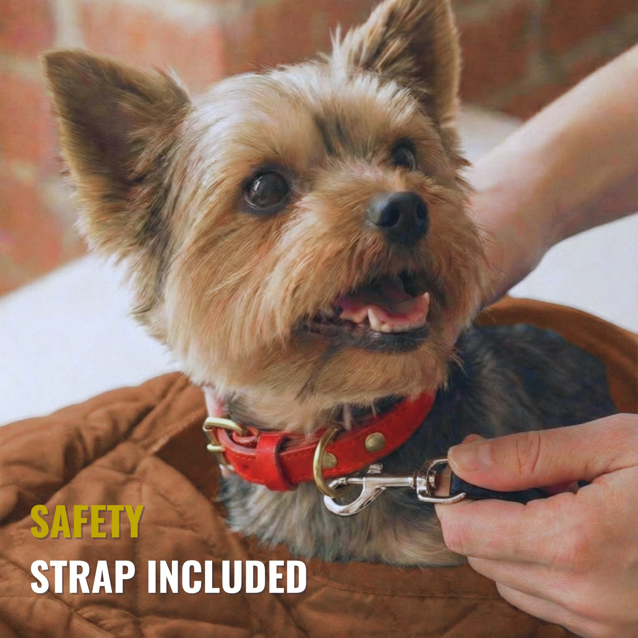 Small dog with red collar secured by a safety strap in a brown pet carrier sling.